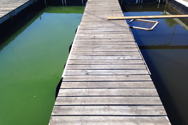 Sustainable In-Pond Raceways zur Outdoor Hatchery. Der Greenwatersektor links bedeutet gutes Algen Futter für Planktonkulturen und somit ideale Ernährung für Fischlarven.
